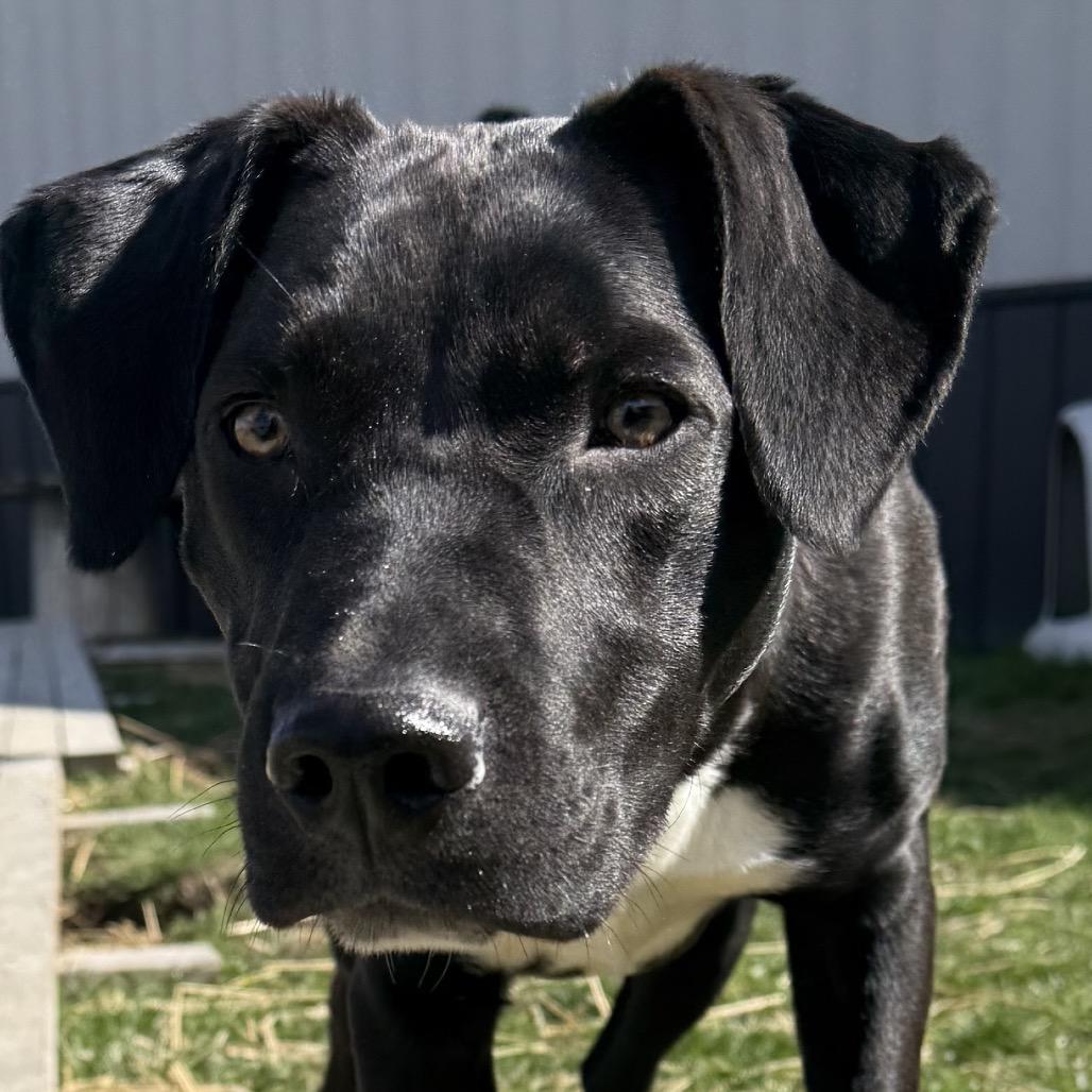 Enlarge Oscar 110D25, a Adoptable Mixed Breed in Napoleon, OH image 1/6