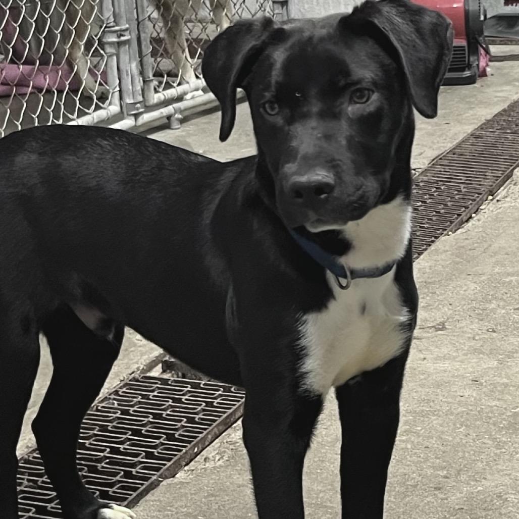 Enlarge Oscar 110D25, a Adoptable Mixed Breed in Napoleon, OH image 2/6