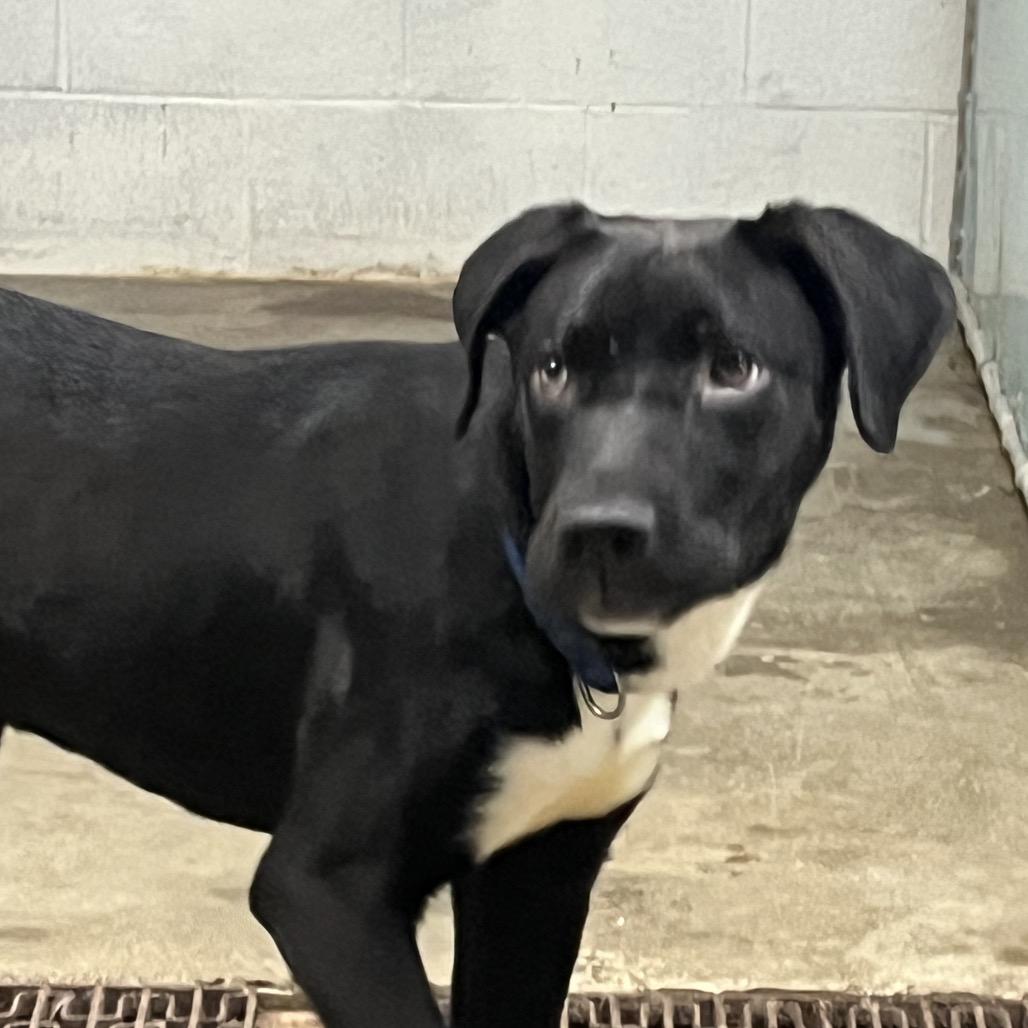 Enlarge Oscar 110D25, a Adoptable Mixed Breed in Napoleon, OH image 4/6