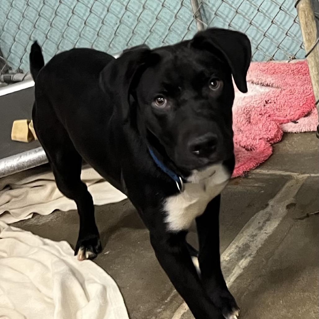 Enlarge Oscar 110D25, a Adoptable Mixed Breed in Napoleon, OH image 5/6