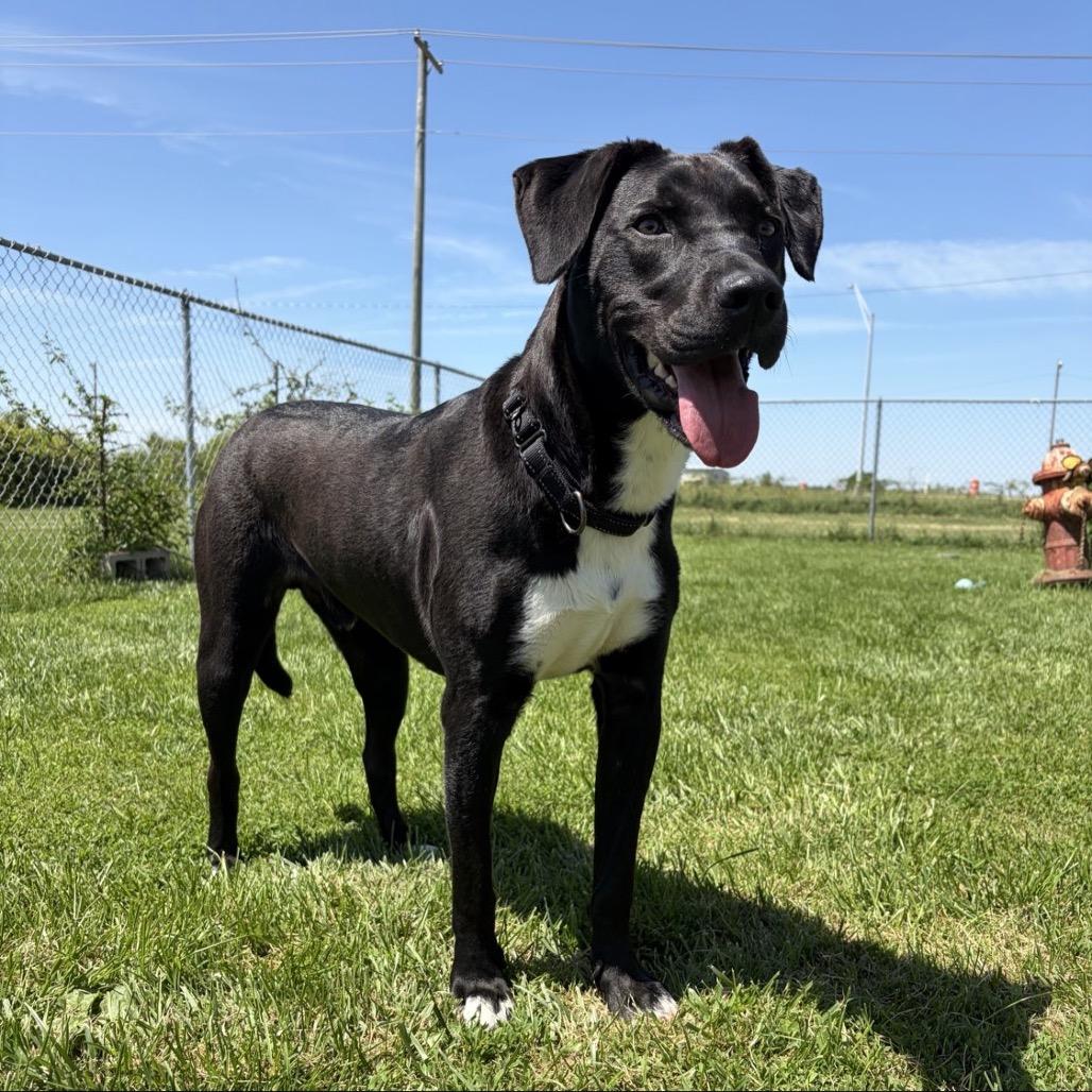 Enlarge Oscar 110D25, a Adoptable Mixed Breed in Napoleon, OH image 5/6