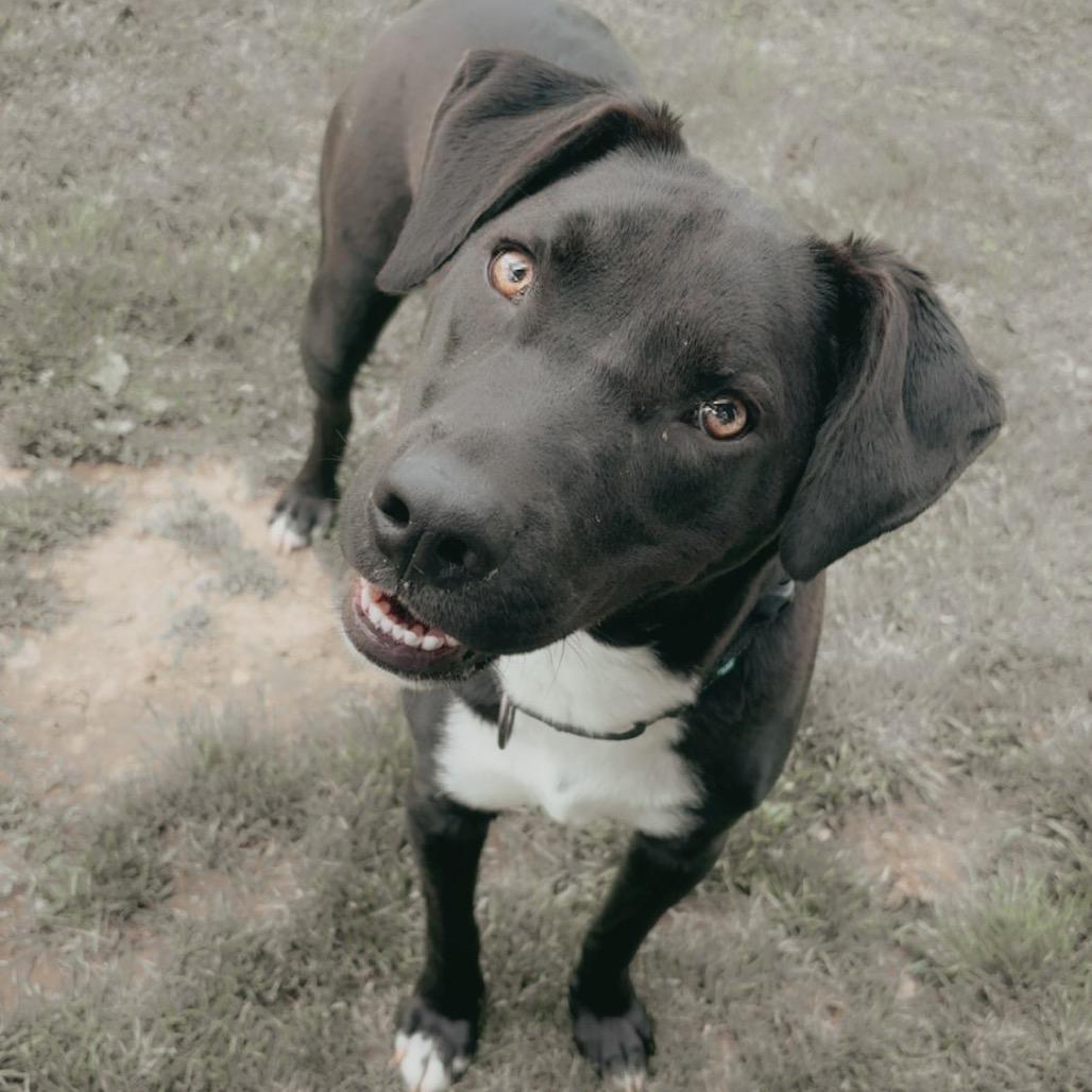Oscar 110D25, a Adoptable Mixed Breed in Napoleon, OH image 5/6