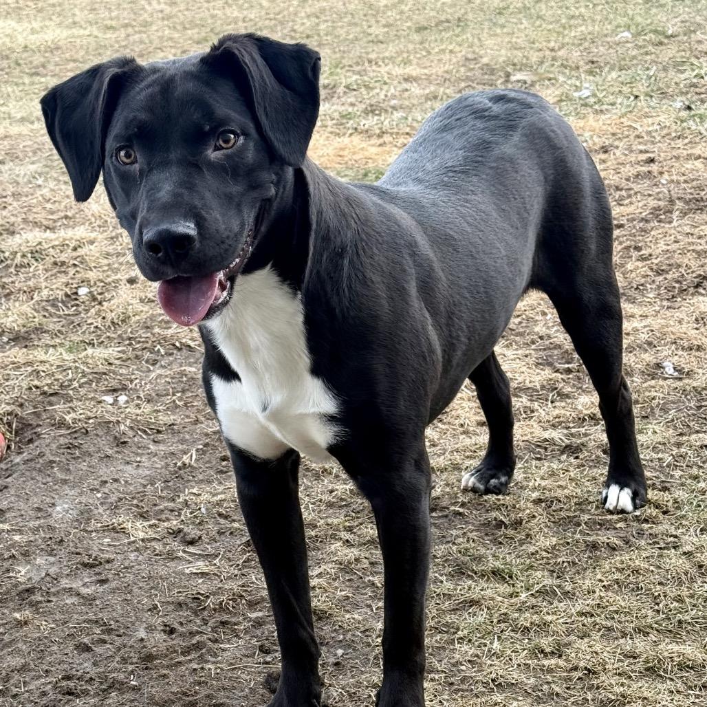Enlarge Oscar 110D25, a Adoptable Mixed Breed in Napoleon, OH image 5/6
