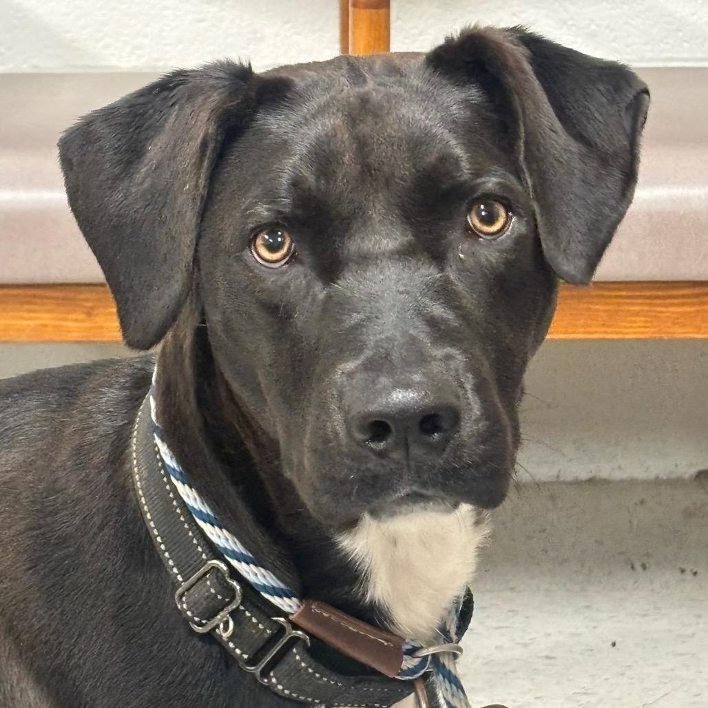 Enlarge Oscar 110D25, a Adoptable Mixed Breed in Napoleon, OH image 6/6