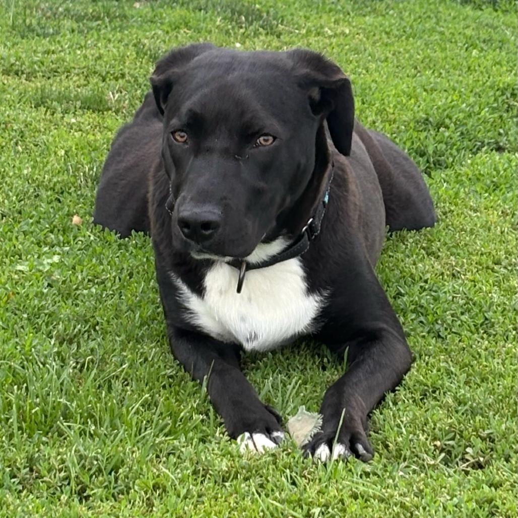 Oscar 110D25, a Adoptable Mixed Breed in Napoleon, OH image 6/6