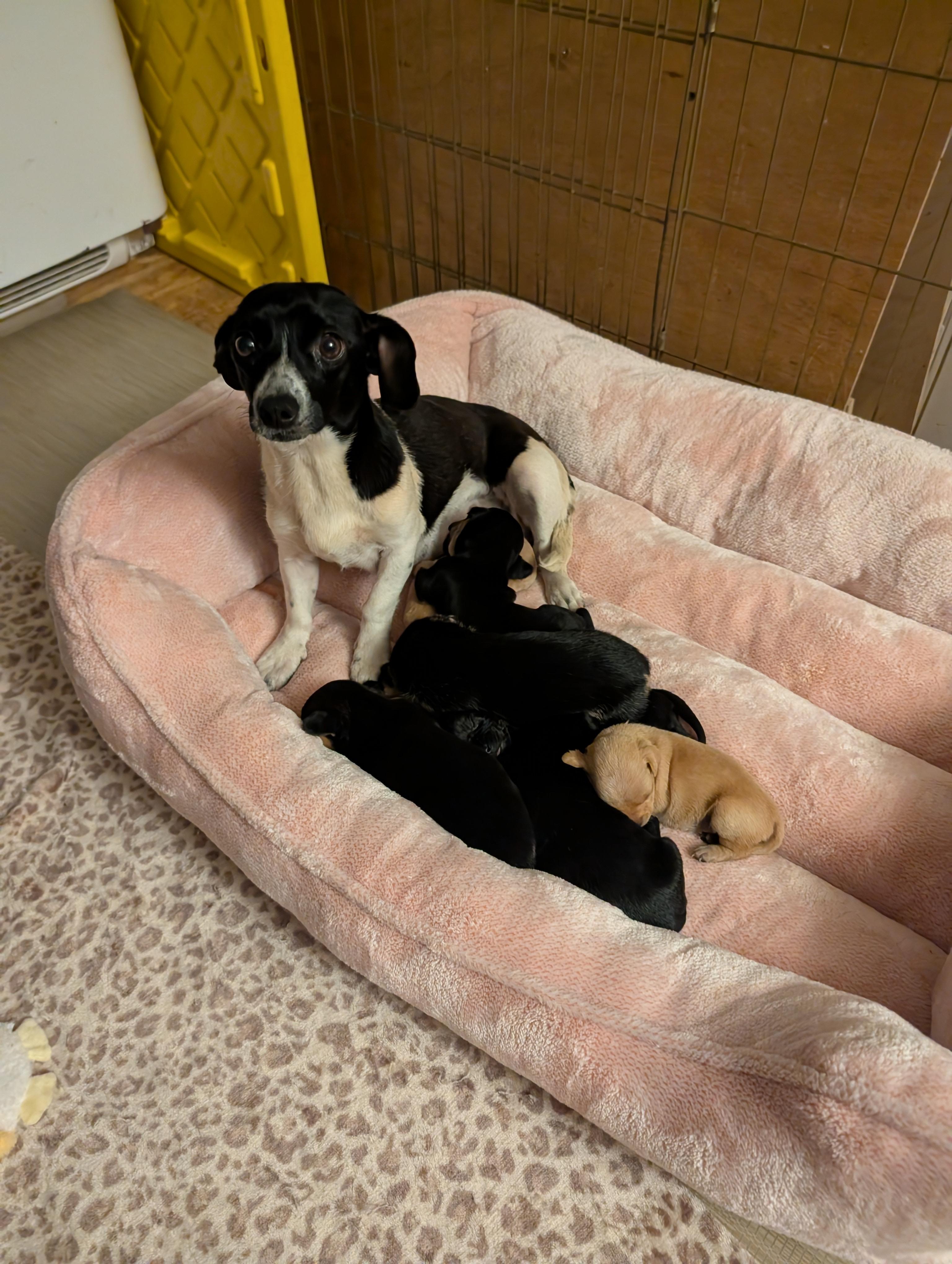 MAMA CHLOE , adoptable, Adult Female Chiweenie.