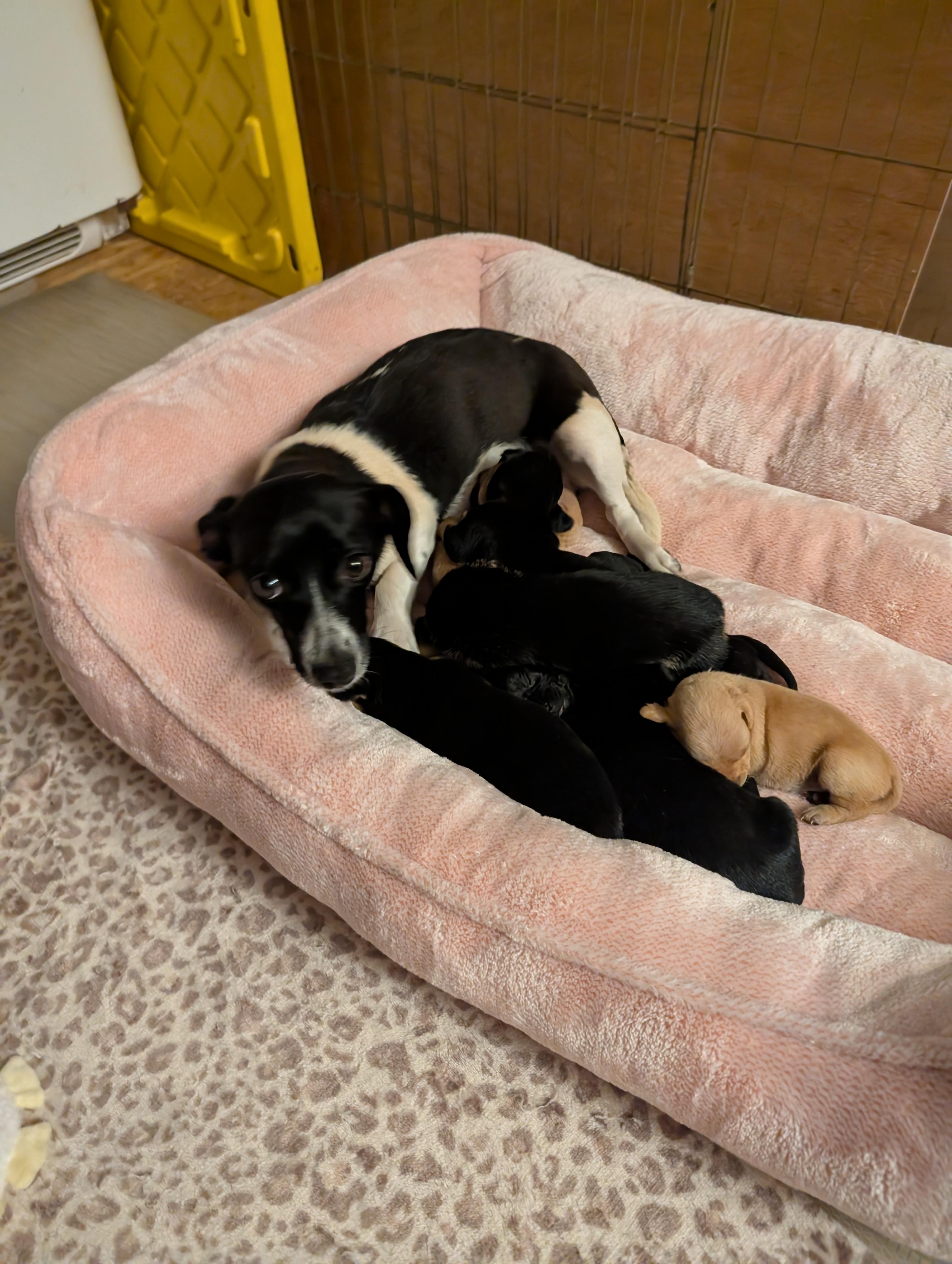 Enlarge MAMA CHLOE , an adoptable mixed breed in Browns Mills, NJ image 2/4