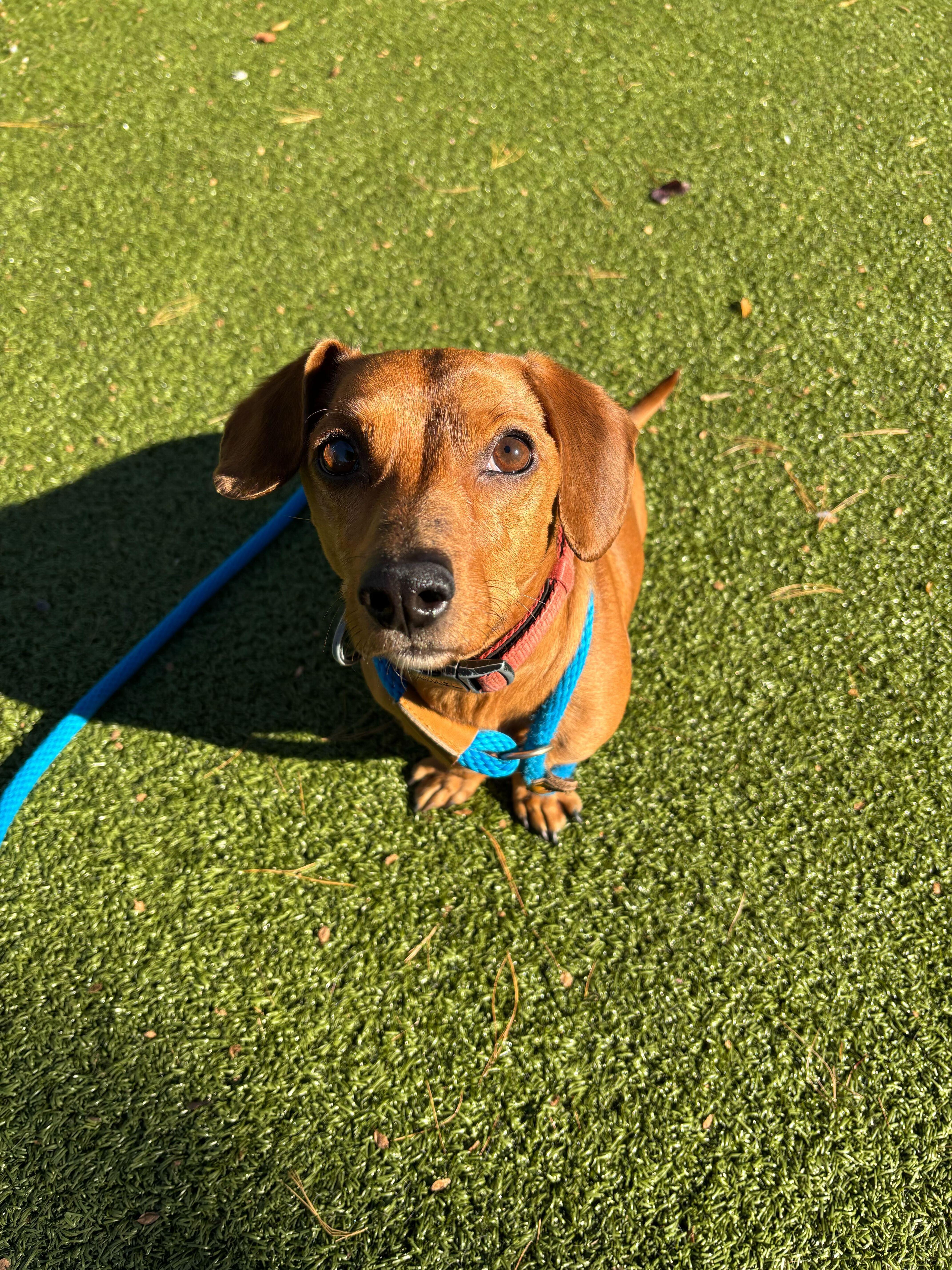 Frankie, Adoptable, Young Male Mixed Breed.