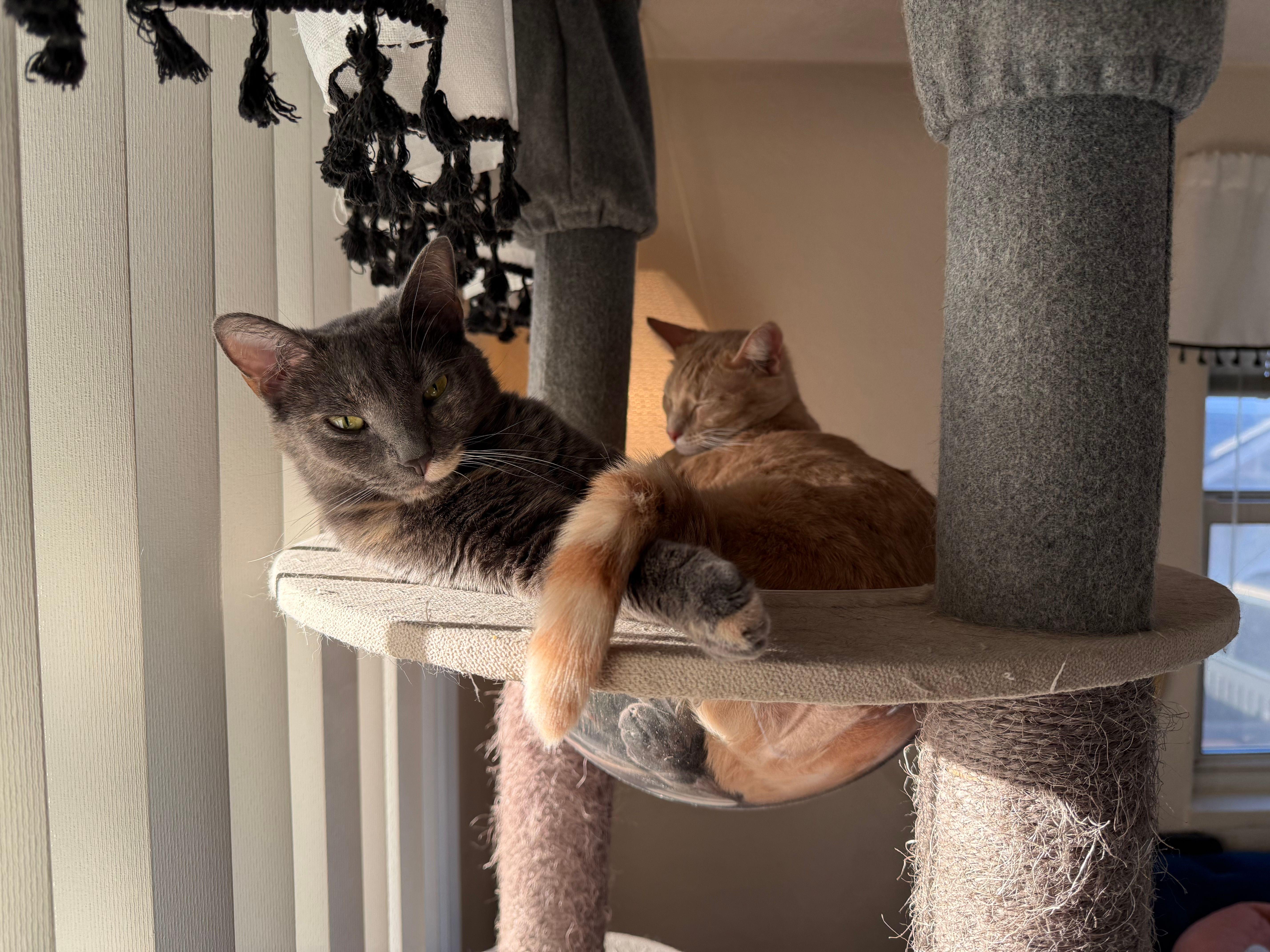 Booh, Adoptable, Young Female Domestic Short Hair.