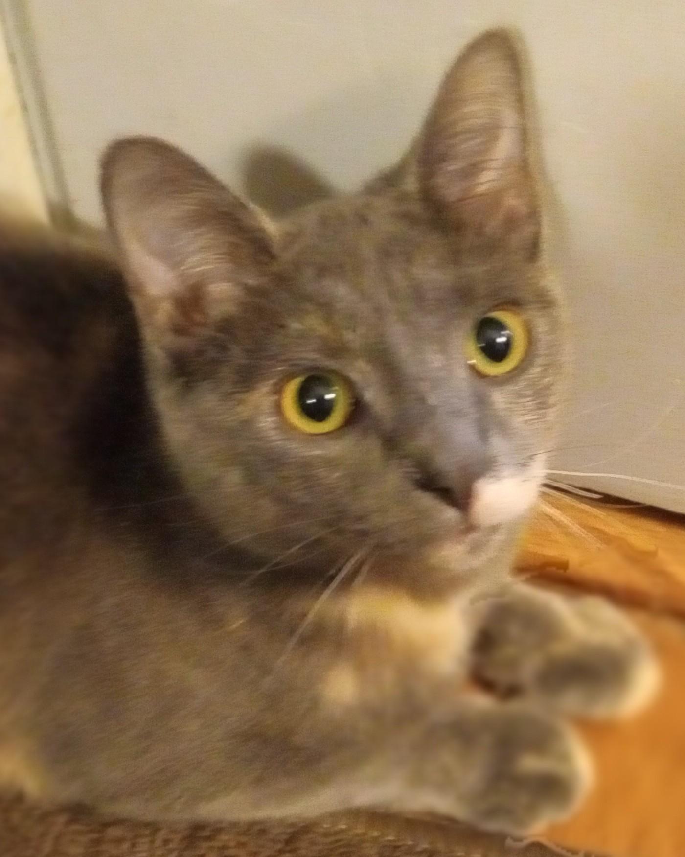 Booh, Adoptable, Kitten Female Domestic Short Hair.