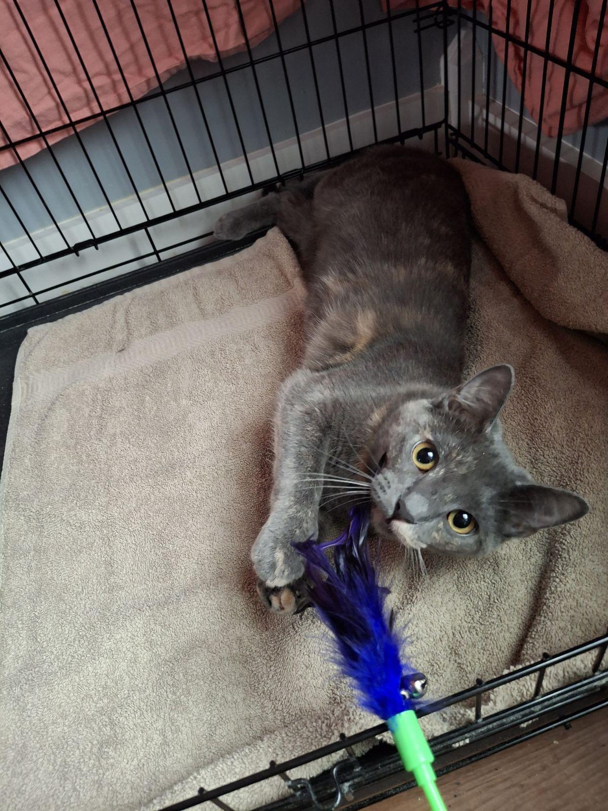 Enlarge Booh, a Adoptable Domestic Short Hair in Dayton, OH image 2/2