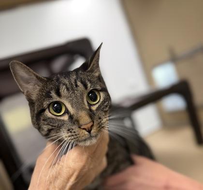 Enlarge Rosewood, a ADOPTABLE Domestic Short Hair in Dubuque, IA image 1/2