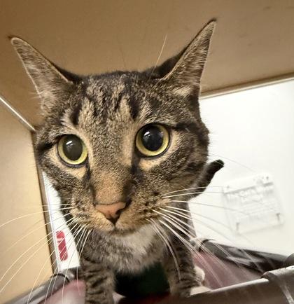 Enlarge Rosewood, a ADOPTABLE Domestic Short Hair in Dubuque, IA image 2/2