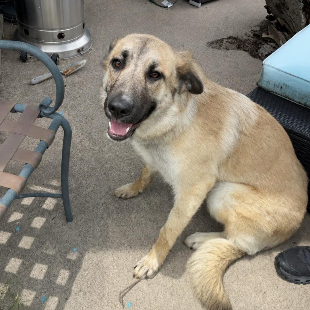 Goldie, Adoptable, Young Female Anatolian Shepherd.