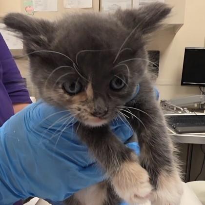 Allie, Adoptable, Kitten Female Domestic Short Hair & Domestic Short Hair.