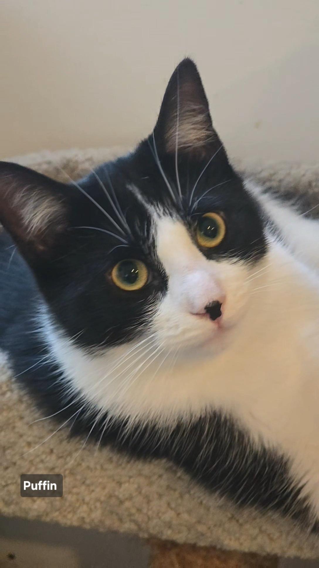 Enlarge Puffin, a ADOPTABLE Tuxedo in Stevensville, ON image 1/2