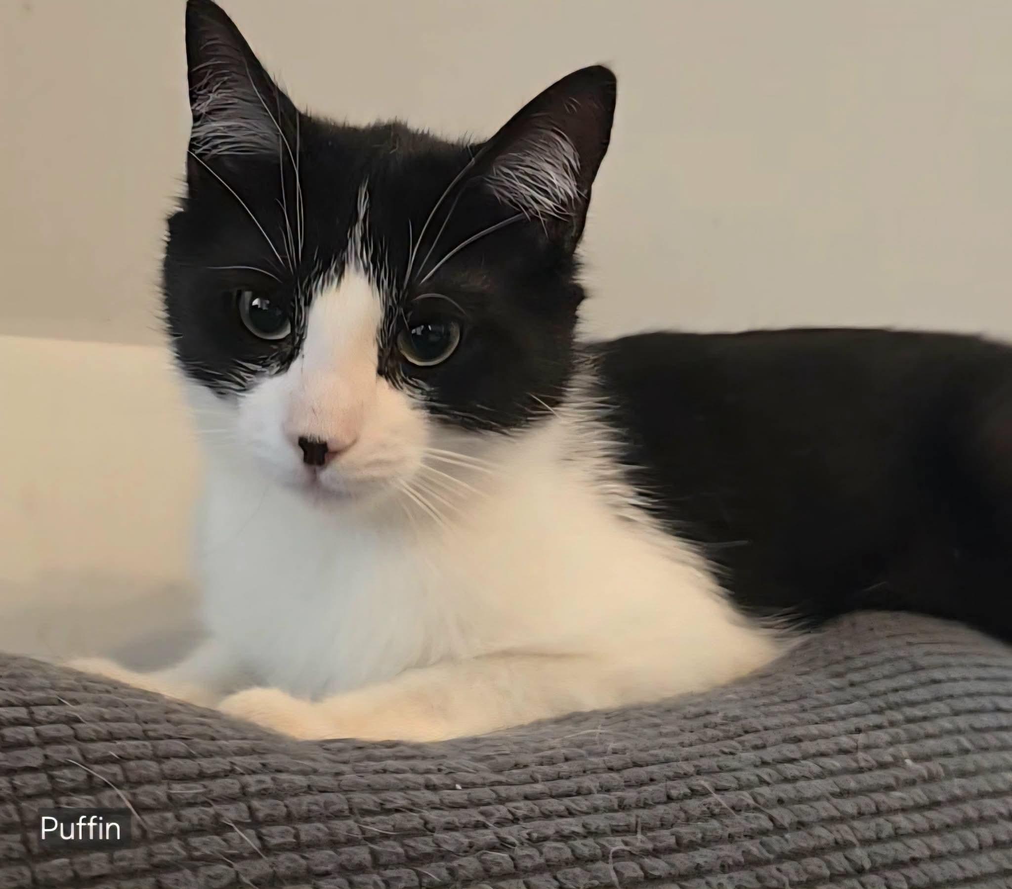 Enlarge Puffin, a ADOPTABLE Tuxedo in Stevensville, ON image 2/2