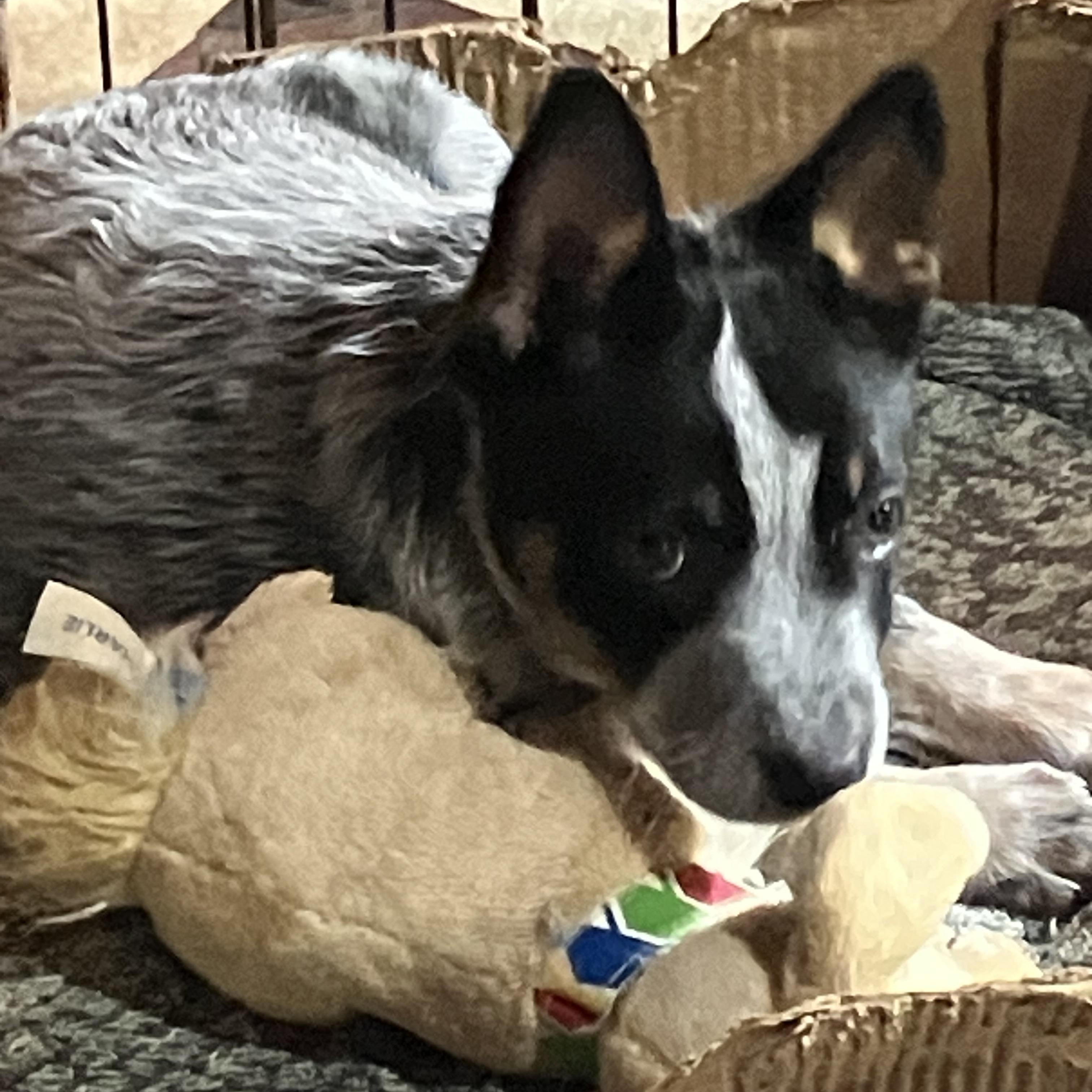 Tonto, an adopted Australian Cattle Dog / Blue Heeler in Wilmington, DE image 2/3
