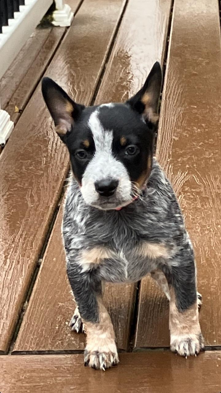 Tonto, adopted, Puppy Male Australian Cattle Dog / Blue Heeler.