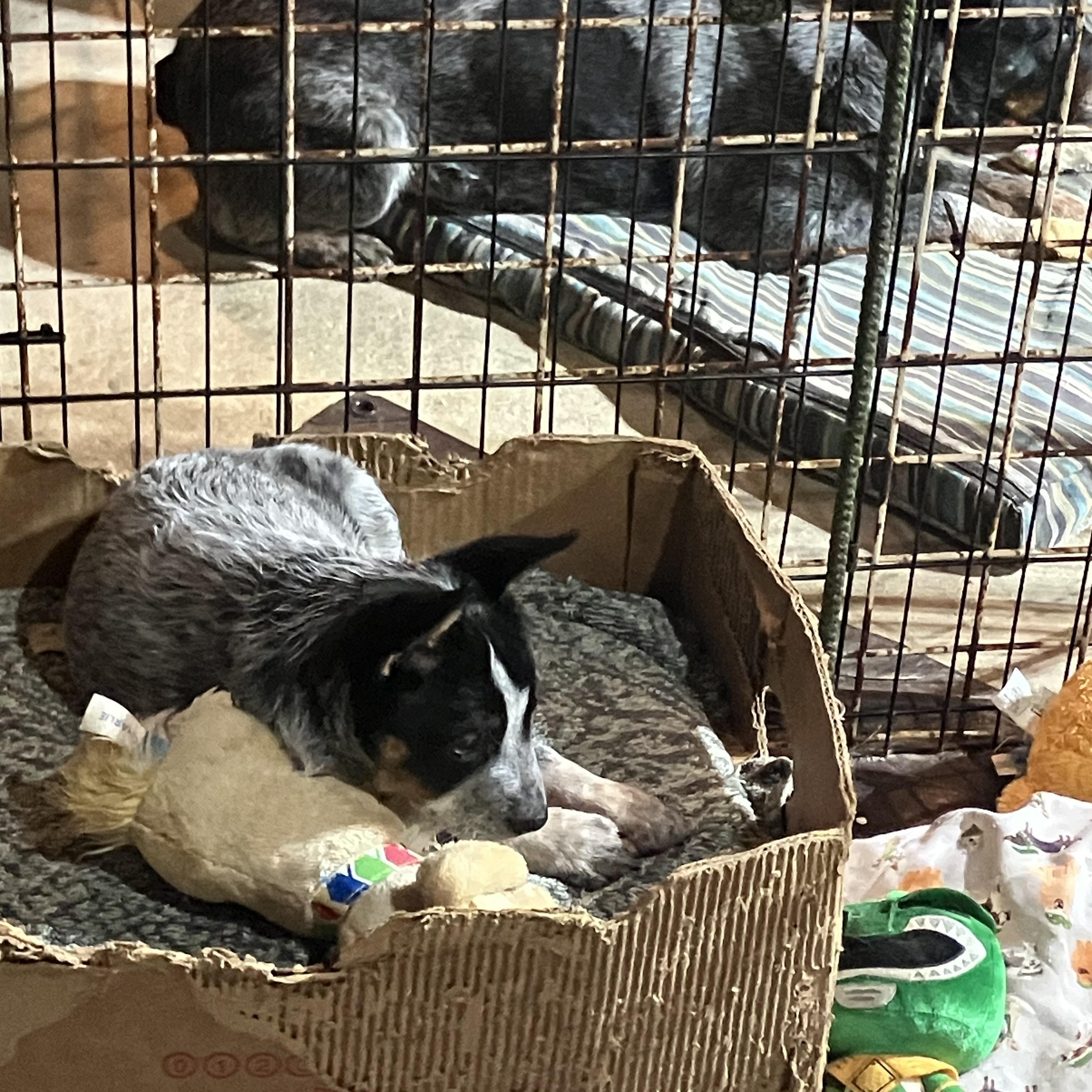 Tonto, an adopted Australian Cattle Dog / Blue Heeler in Wilmington, DE image 3/3