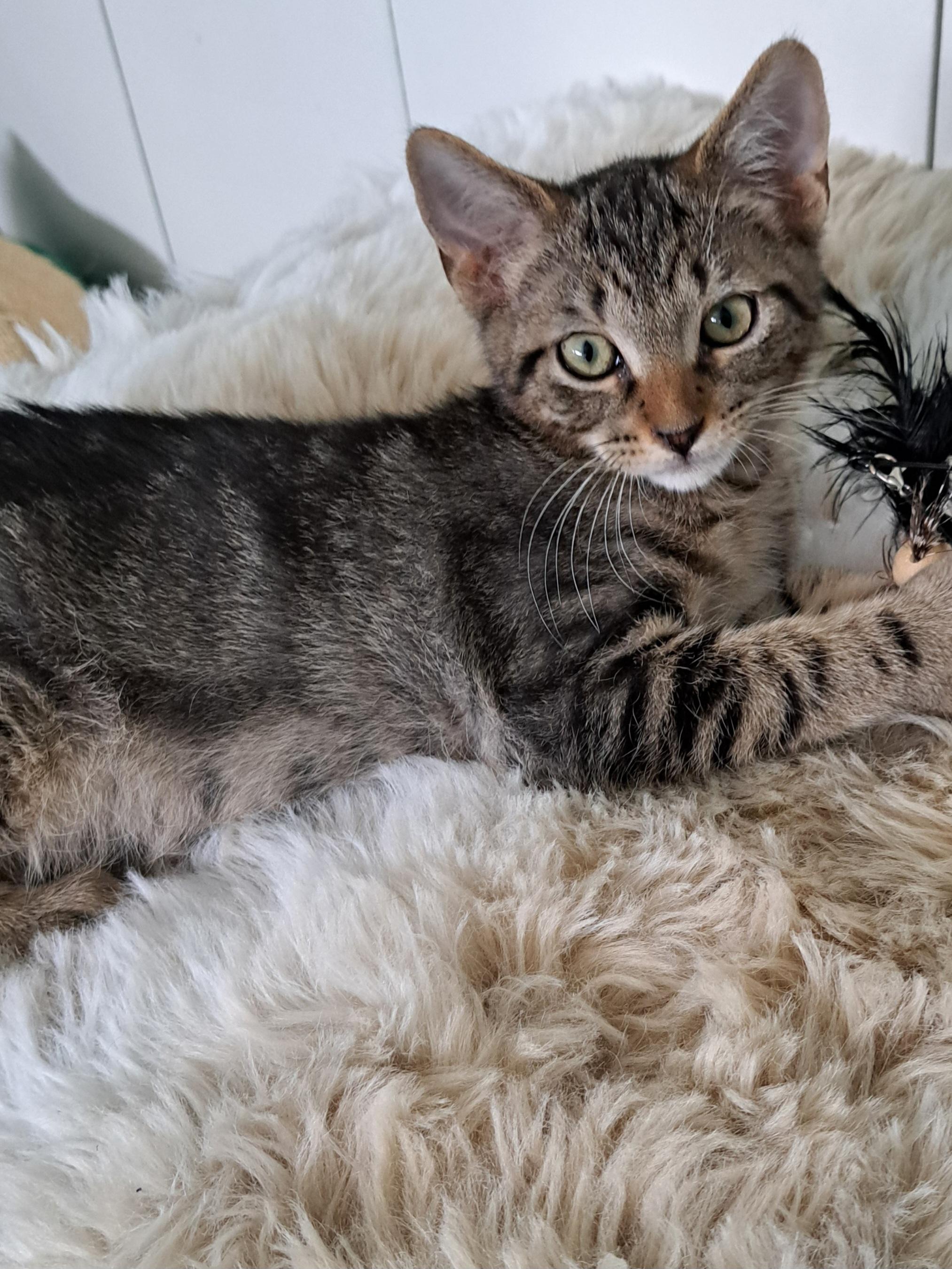 Chester, a Adoptable Domestic Short Hair in Milwaukee, WI image 3/5