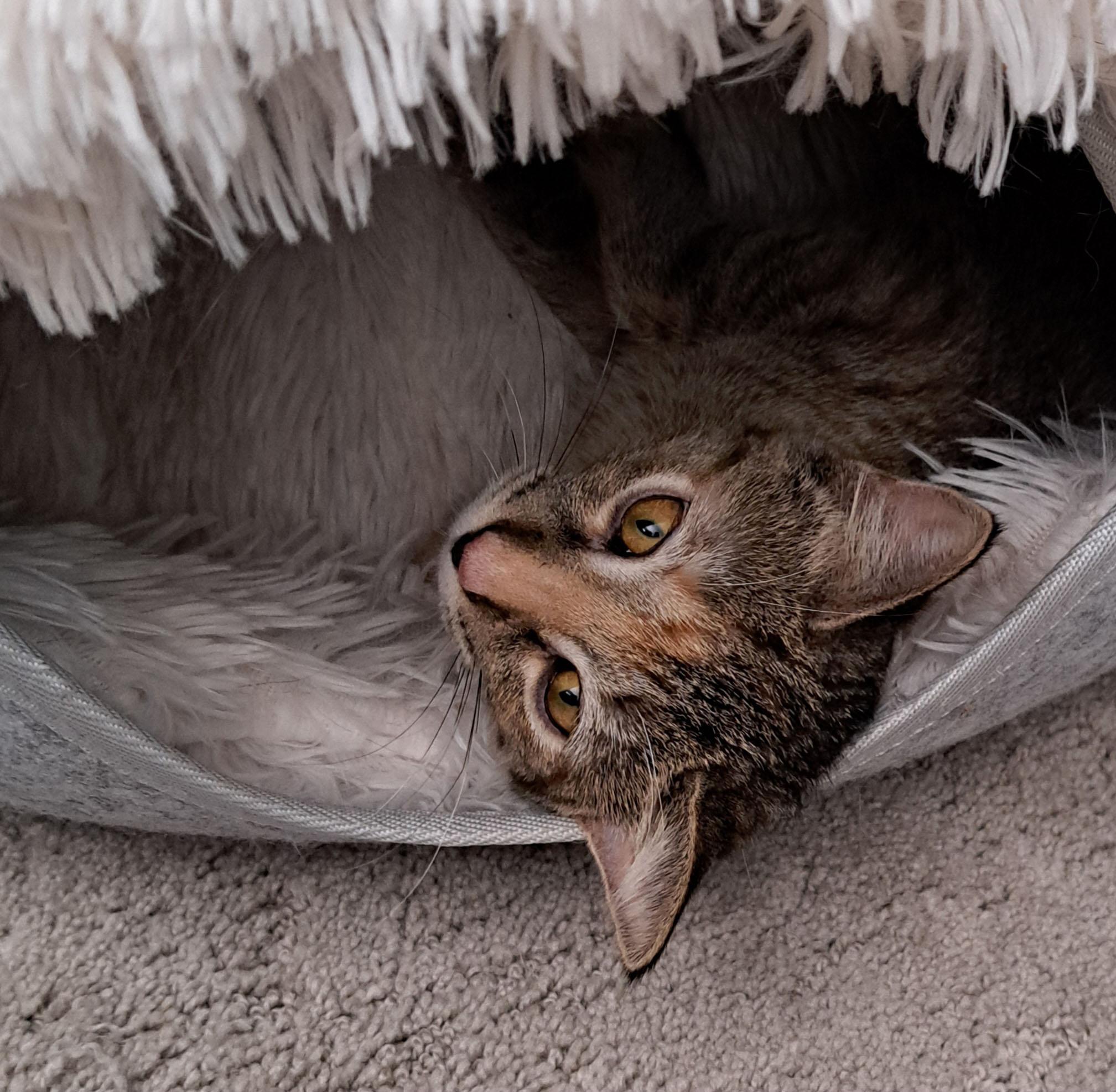 Chester, a Adoptable Domestic Short Hair in Milwaukee, WI image 2/5