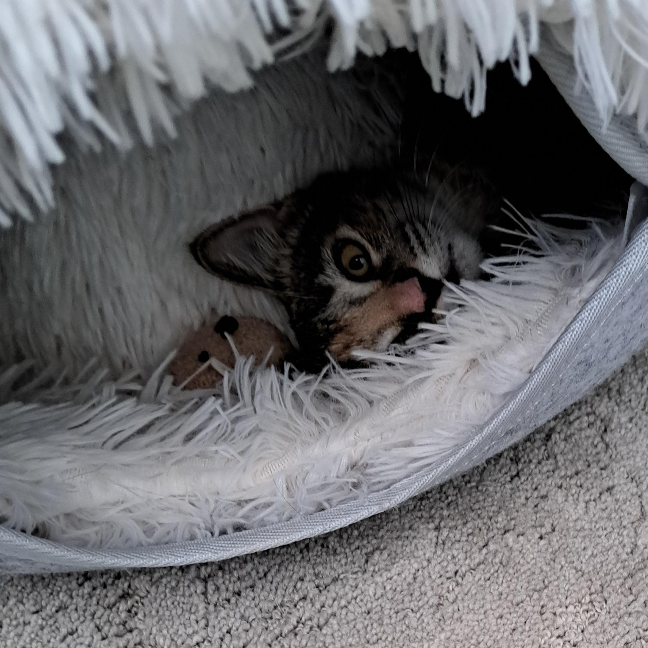 Chester, a Adoptable Domestic Short Hair in Milwaukee, WI image 4/5