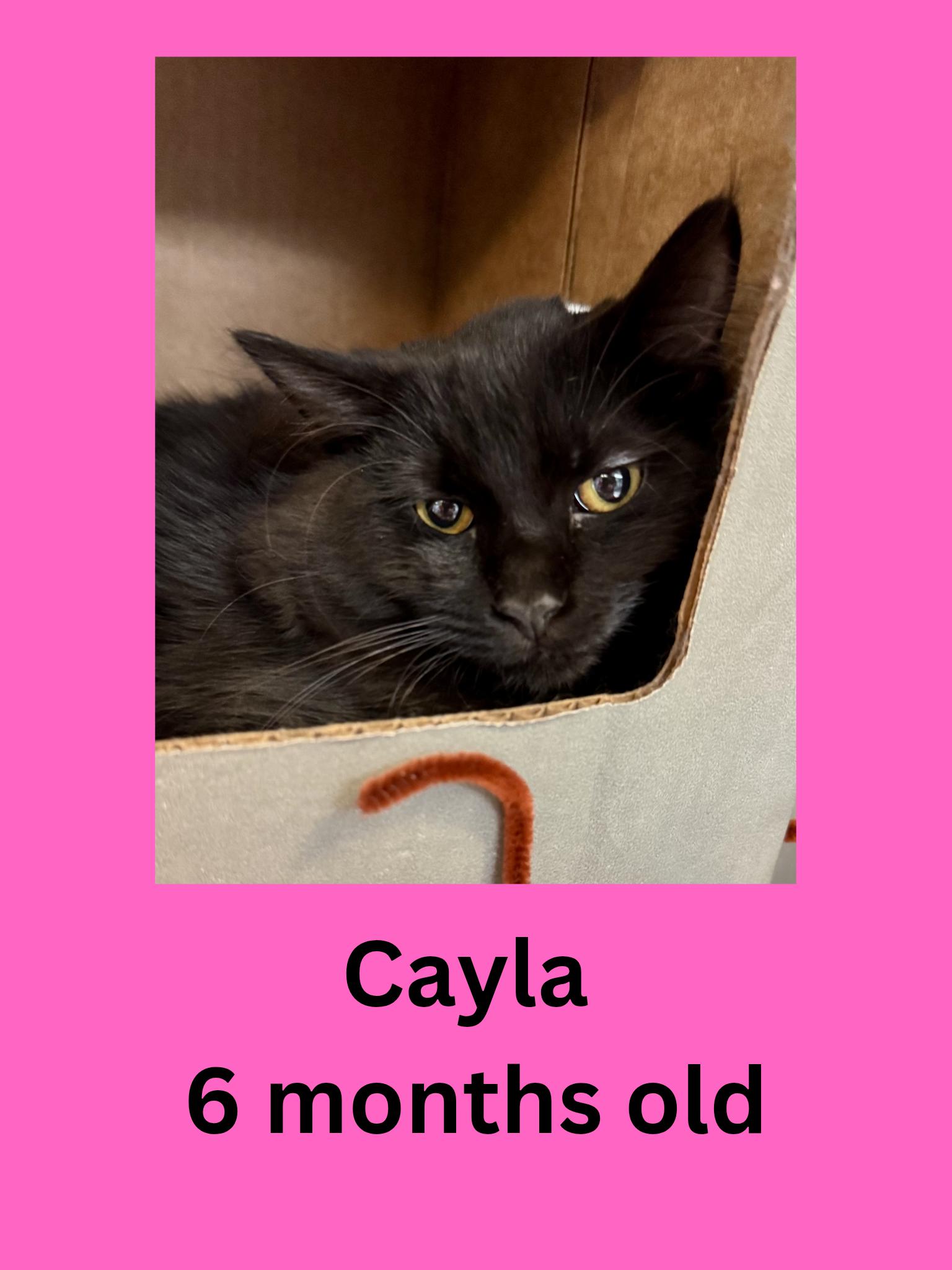 Cayla, ADOPTABLE, Young Female Domestic Medium Hair.