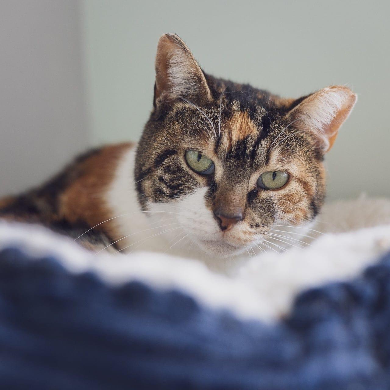 Enlarge Violet, a ADOPTABLE Calico in Astoria, NY image 4/4
