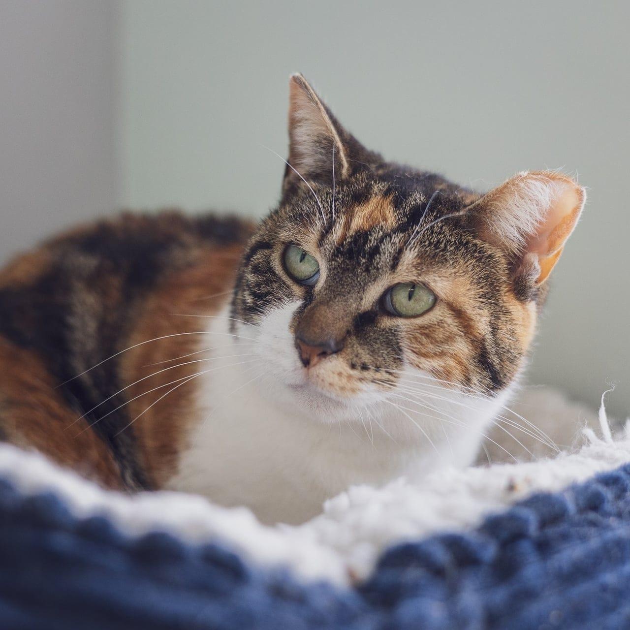 Enlarge Violet, a ADOPTABLE Calico in Astoria, NY image 1/4