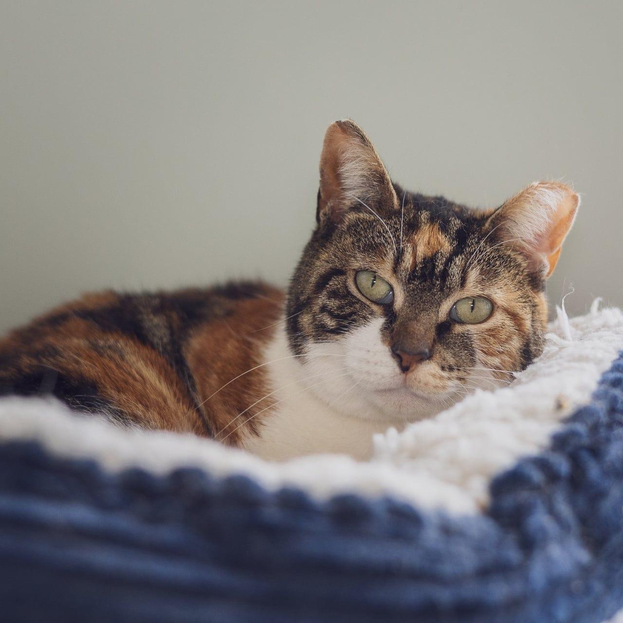 Enlarge Violet, a ADOPTABLE Calico in Astoria, NY image 2/4