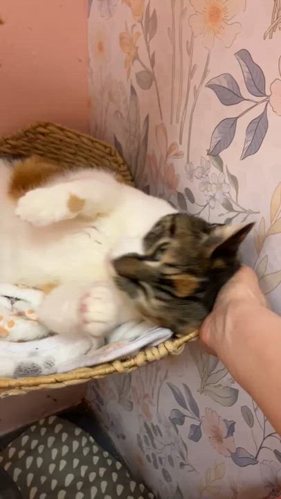Enlarge Violet, a ADOPTABLE Calico in Astoria, NY video 3/4