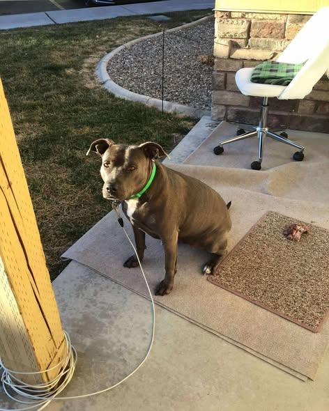 Enlarge Nala, a Adoptable American Staffordshire Terrier in Jerome, ID image 1/2