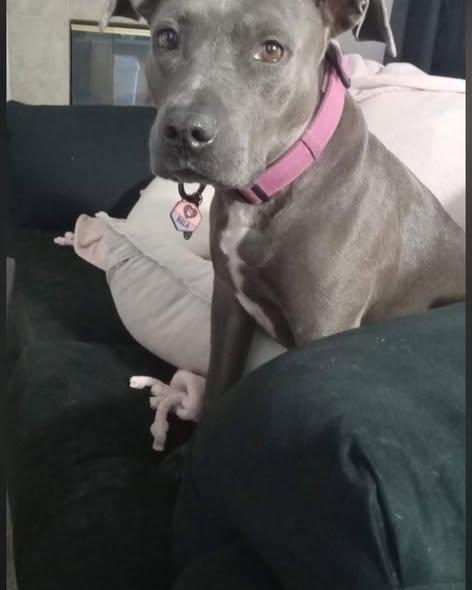 Enlarge Nala, a Adoptable American Staffordshire Terrier in Jerome, ID image 2/2