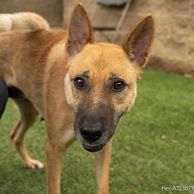 HER, Adoptable, Young Female German Shepherd Dog.