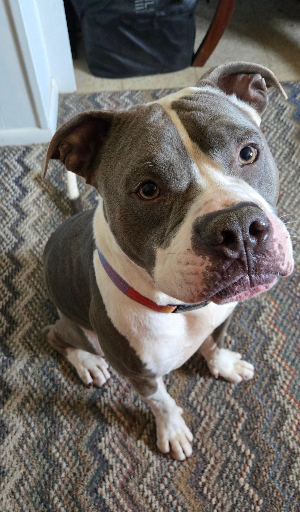 Enlarge Jay Jay, an adoptable Pit Bull Terrier in Los Angeles , CA image 6/6