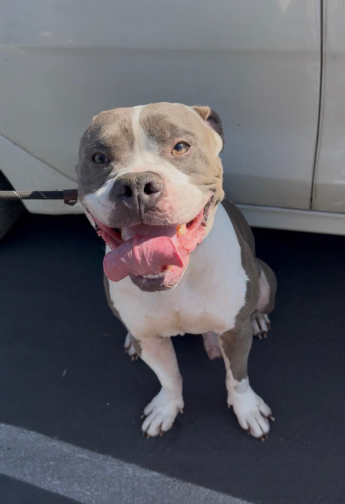 Enlarge Jay Jay, an adoptable Pit Bull Terrier in Los Angeles , CA image 4/6