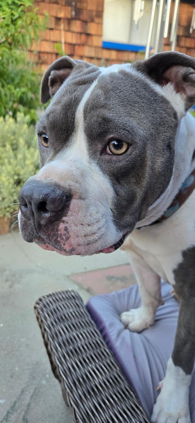 Jay Jay, adoptable, Young Male Pit Bull Terrier.