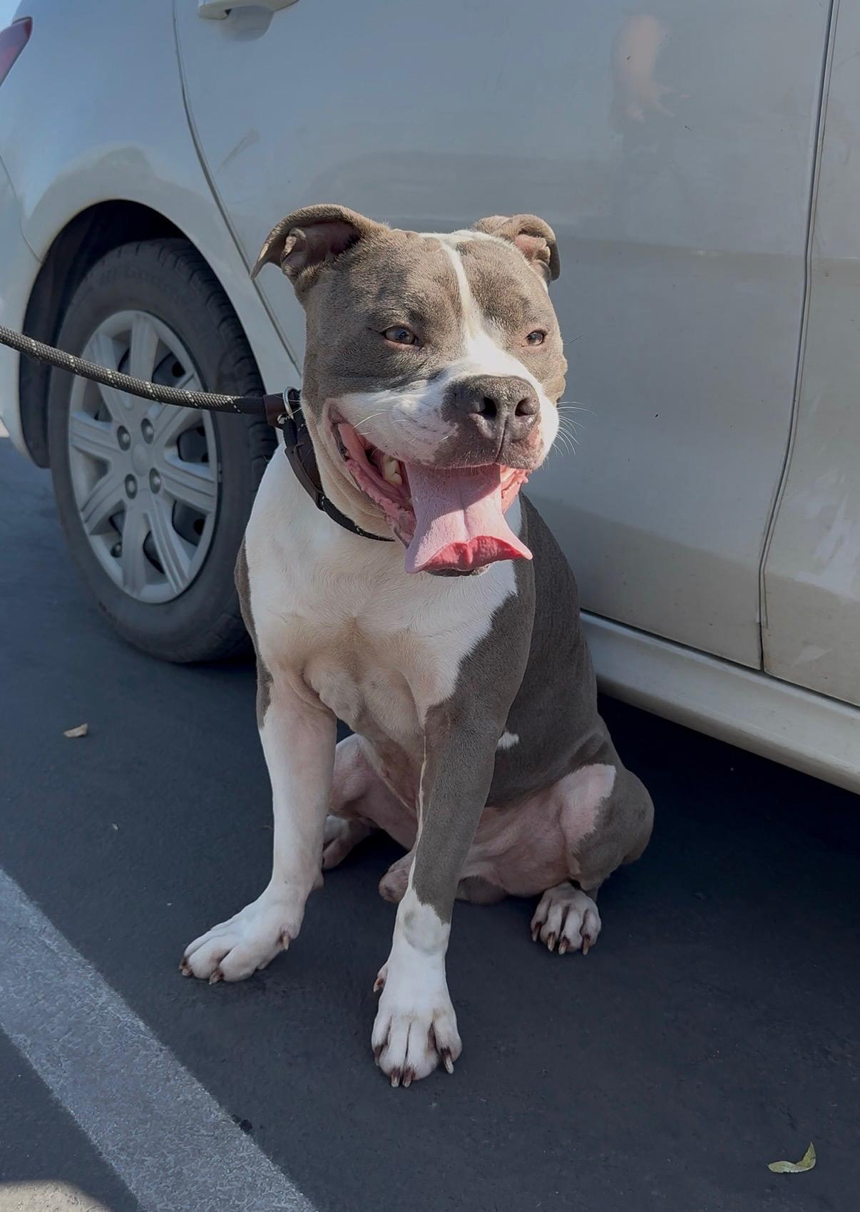 Enlarge Jay Jay, an adoptable Pit Bull Terrier in Los Angeles , CA image 5/6