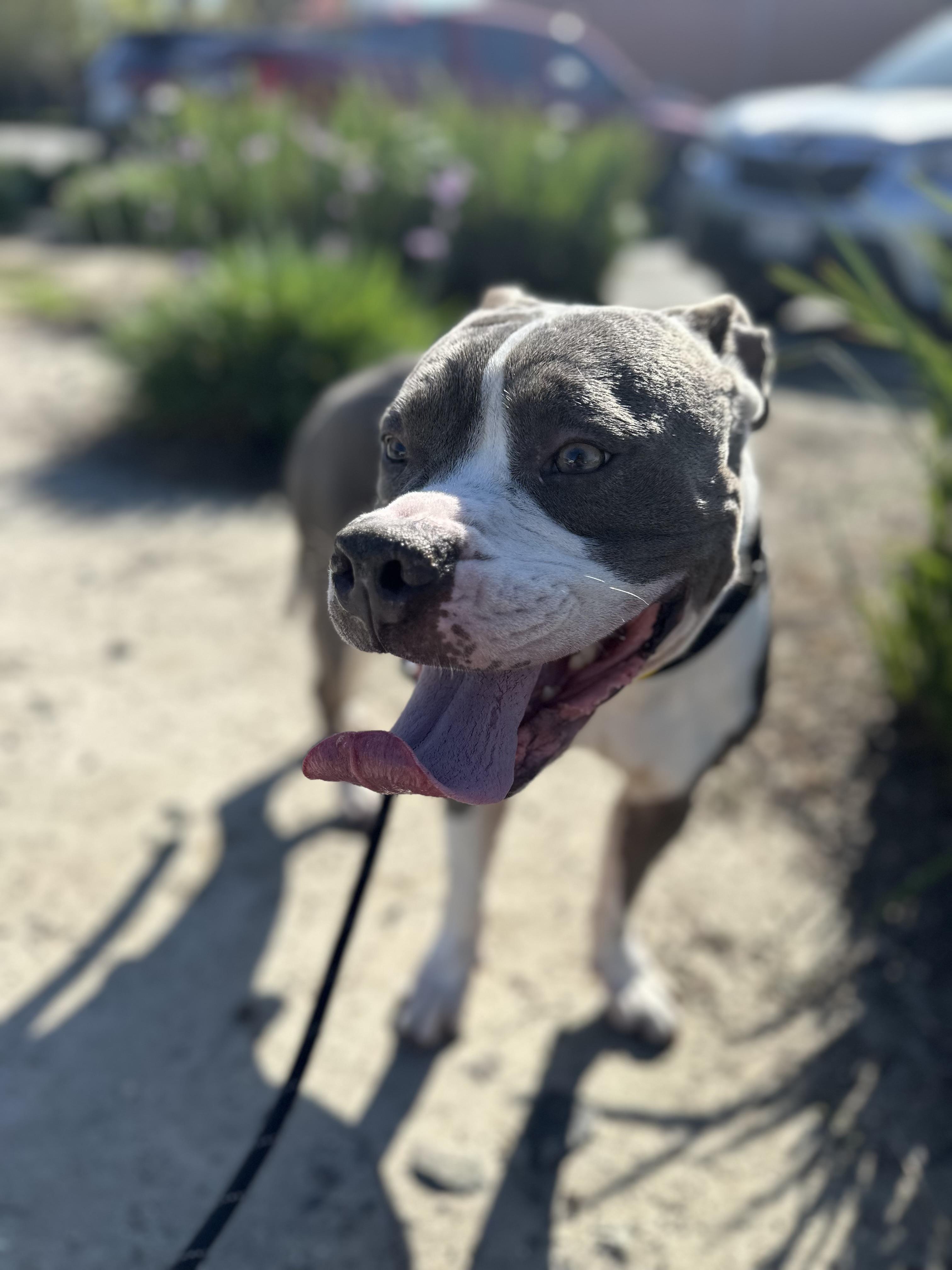 Enlarge Jay Jay, an adoptable Pit Bull Terrier in Los Angeles , CA image 3/6