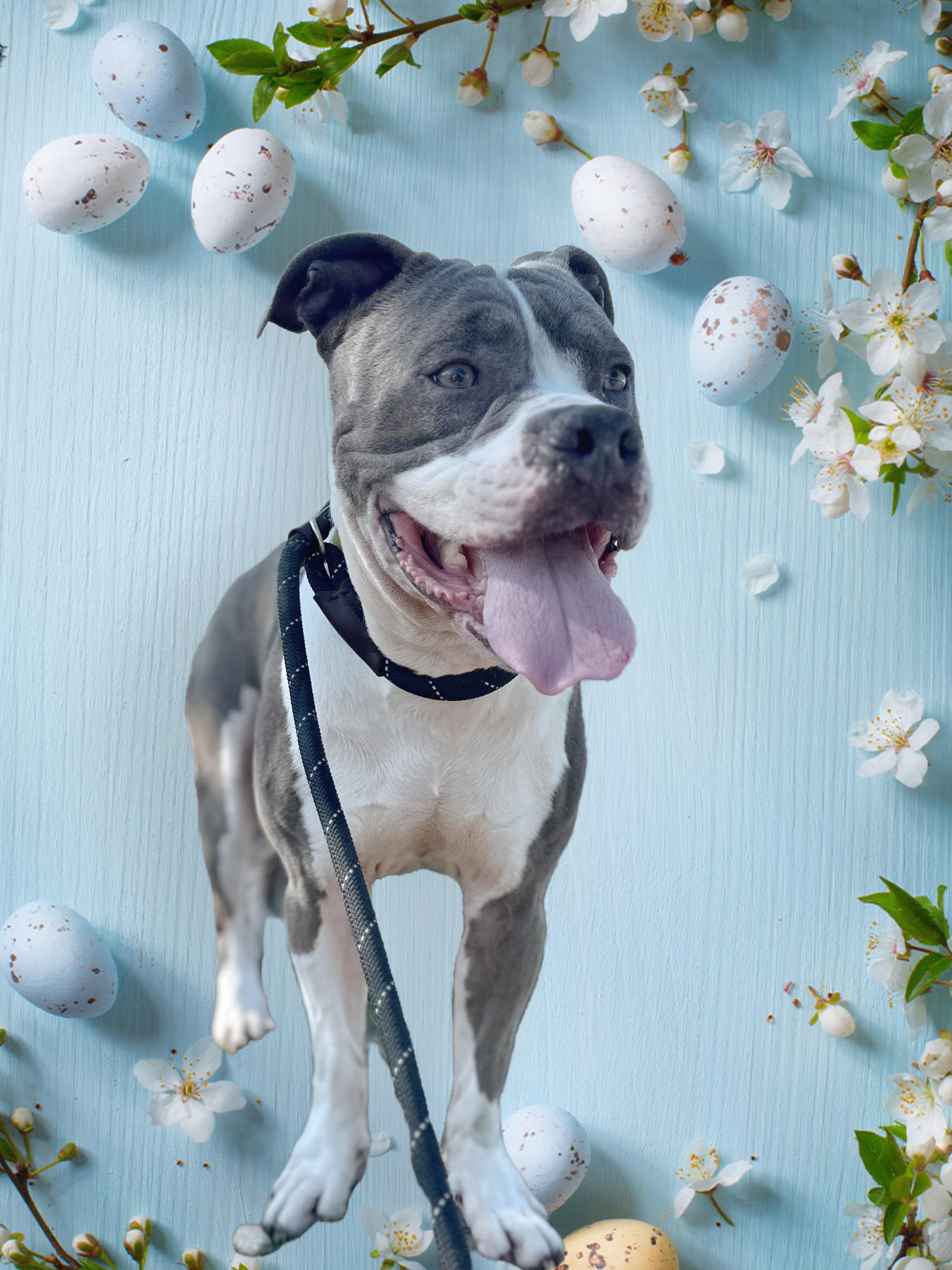 Enlarge Jay Jay, an adoptable Pit Bull Terrier in Los Angeles , CA image 2/6
