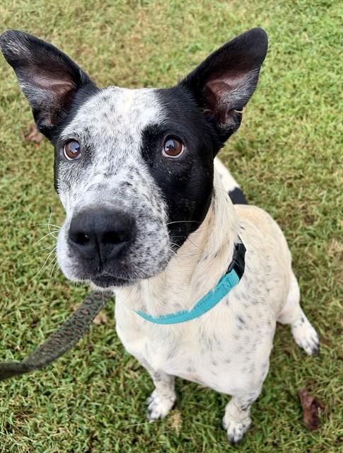 Enlarge LYLE, a Adoptable mixed breed in Statesville, NC image 1/1