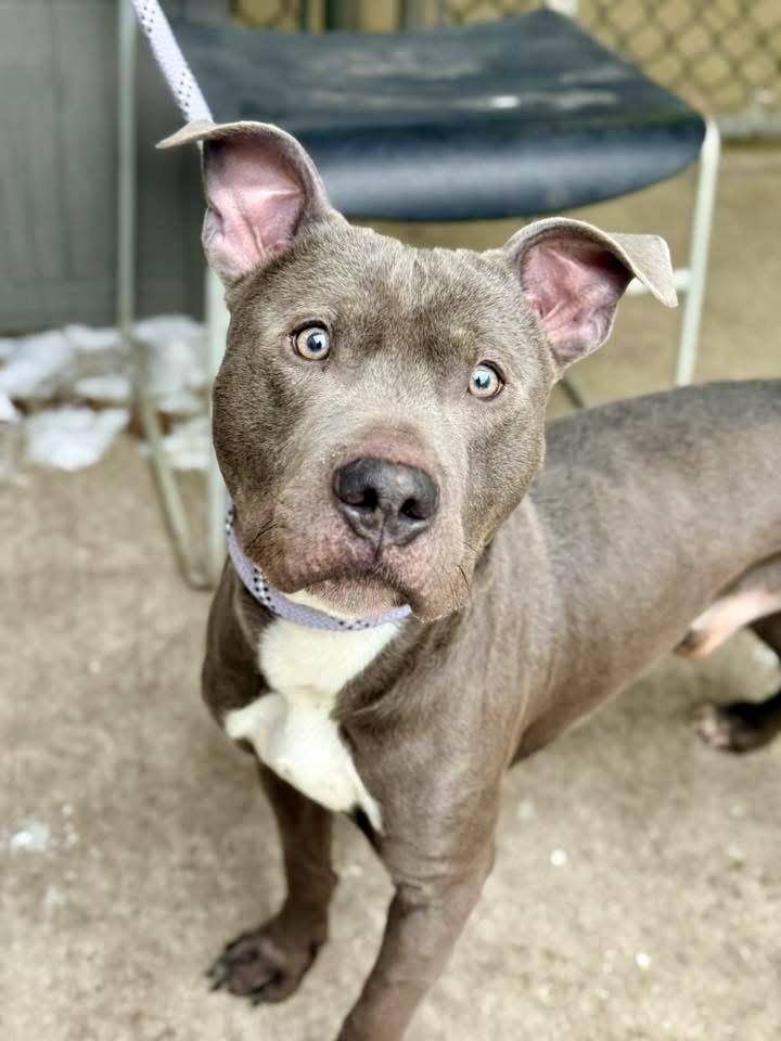 Enlarge Saturday, an adopted Pit Bull Terrier in Chicago, IL image 1/5