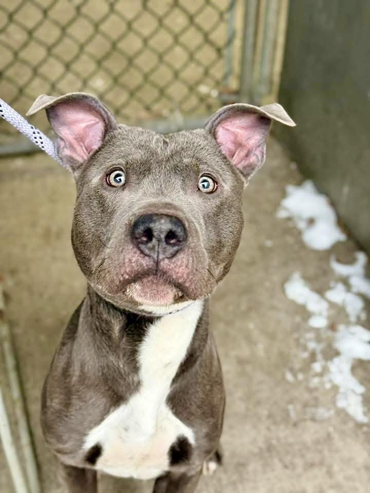 Enlarge Saturday, an adopted Pit Bull Terrier in Chicago, IL image 2/5