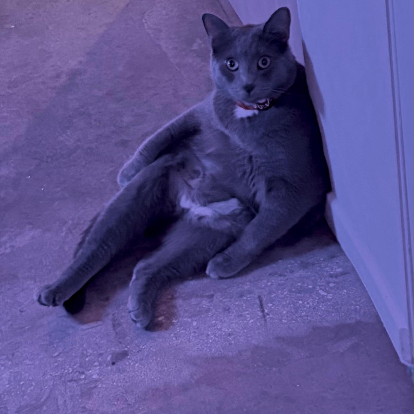 Christian Gray, a Adoptable mixed breed in Sherman Oaks, CA image 1/4