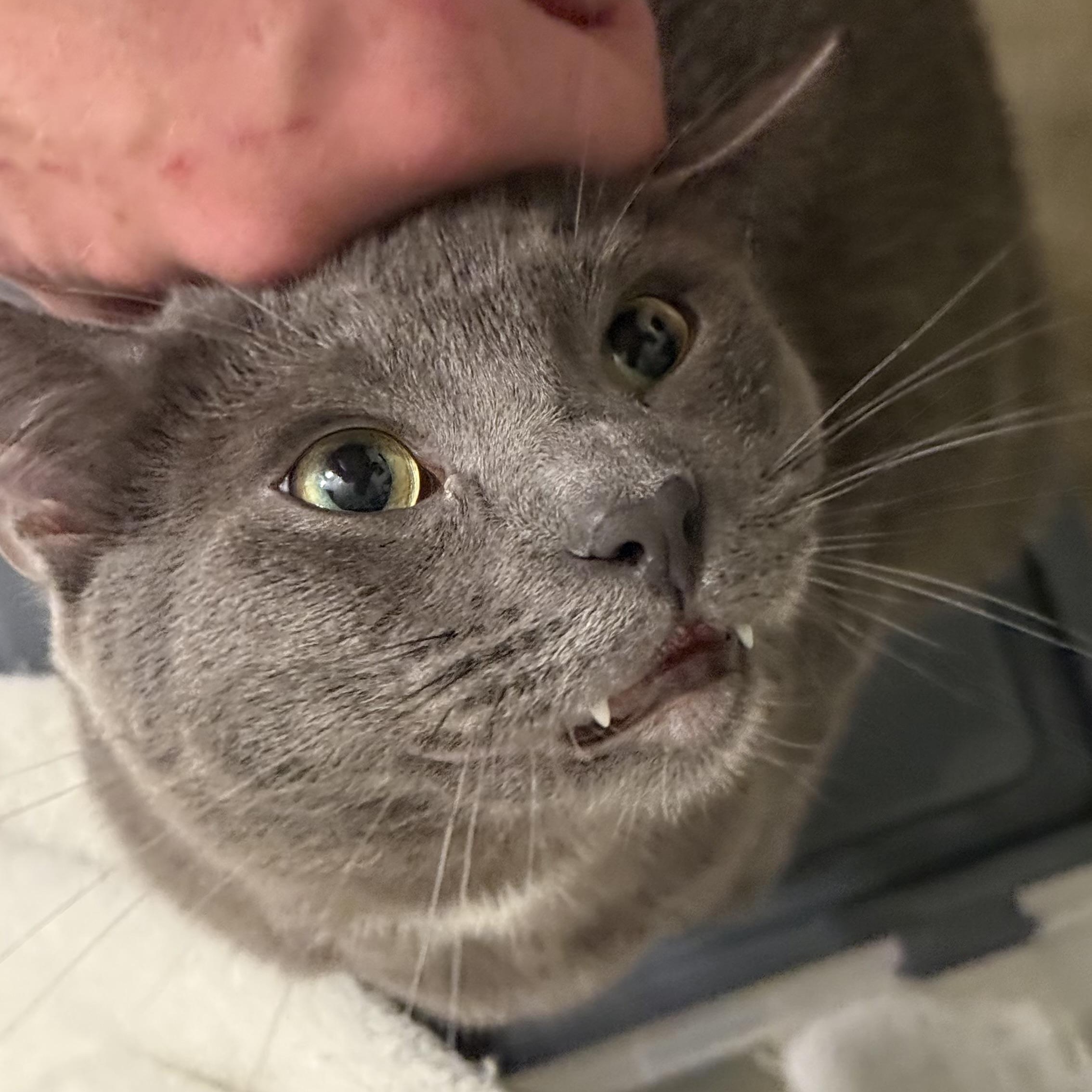 Christian Gray, a Adoptable mixed breed in Sherman Oaks, CA image 4/4