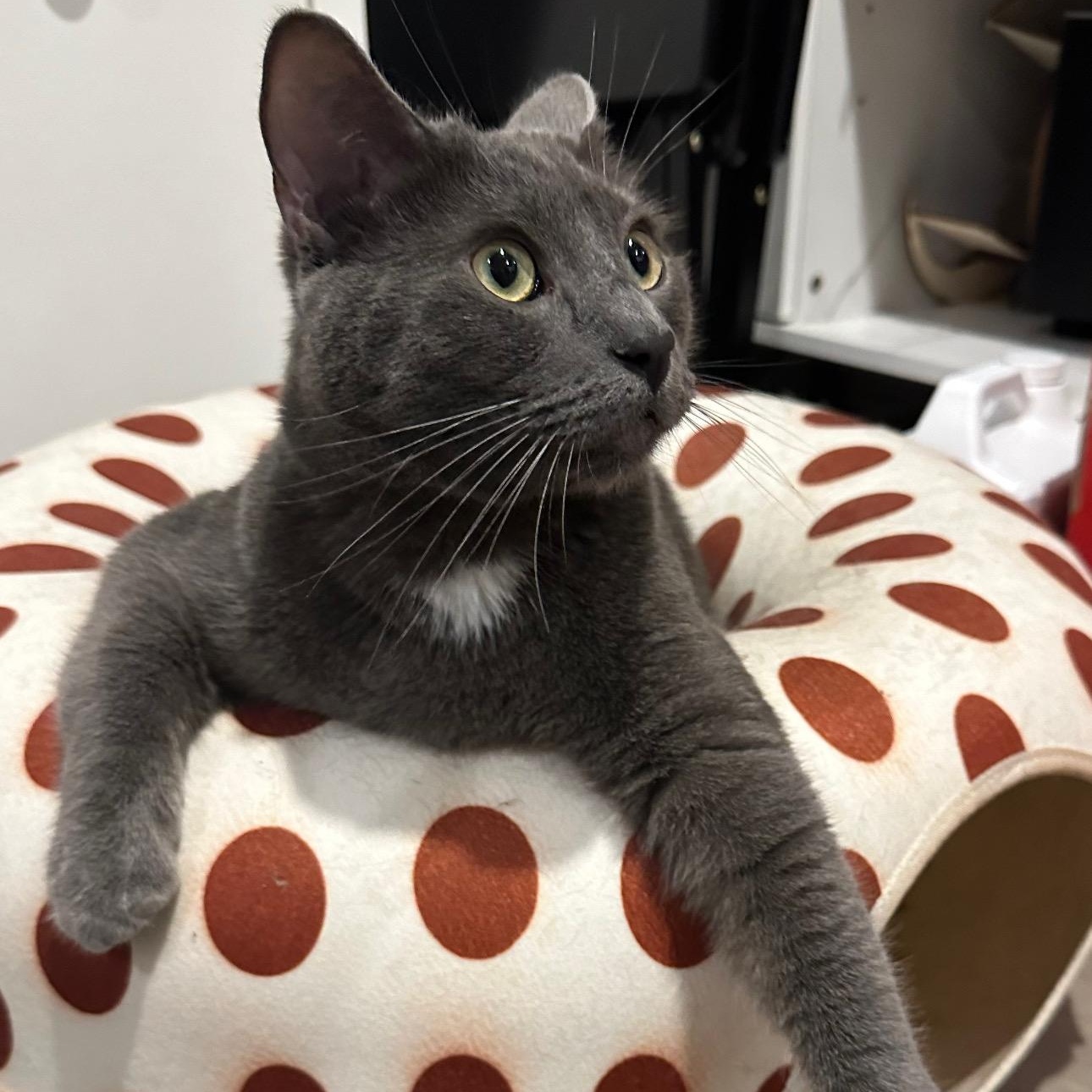 Christian Gray, a Adoptable mixed breed in Sherman Oaks, CA image 2/4