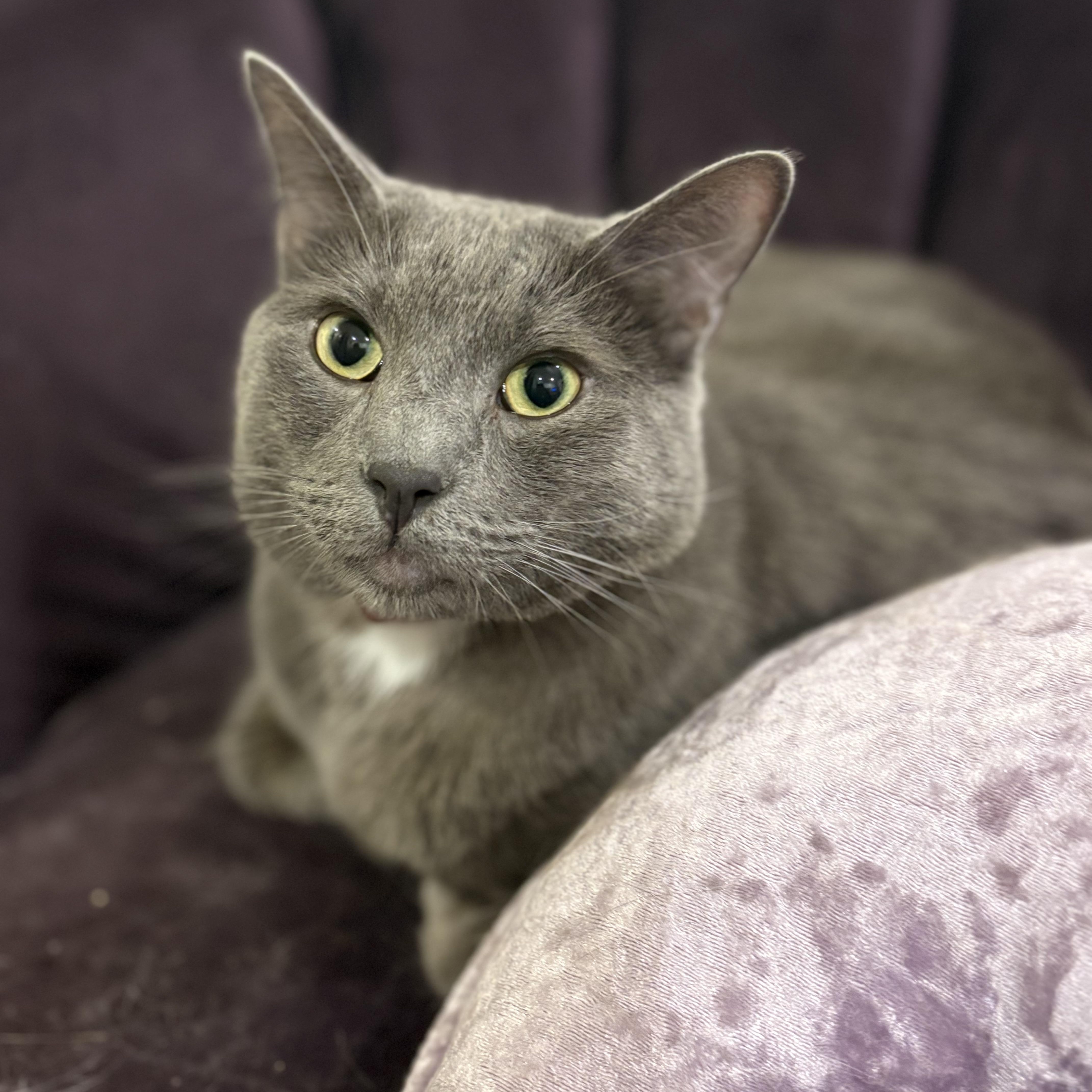 Christian Gray, a Adoptable mixed breed in Sherman Oaks, CA image 3/4