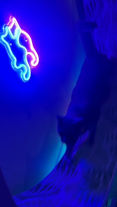 Enlarge Christian Gray, a Adoptable mixed breed in Sherman Oaks, CA video 5/5