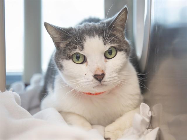 Enlarge GRAYSON, a Adoptable Domestic Short Hair in Phoenix, AZ image 1/1